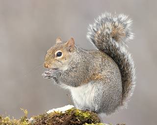 Gray squirrel  - Каролинская белка