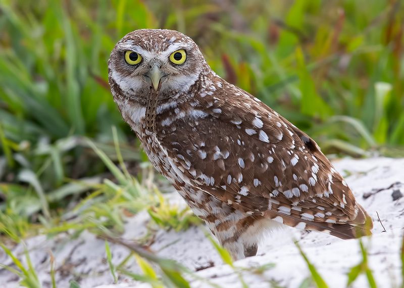 Burrowing Owl - Кроличий сыч с добычей