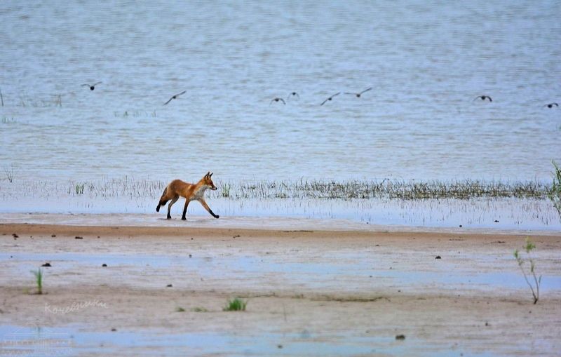 Young fox on the beach