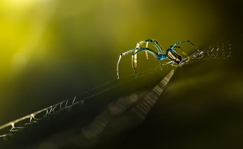 spider, insect, animal, web, sunset, macro, dusk, closeup The demonphoto preview