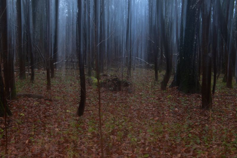 Призрачный лес (часть3)