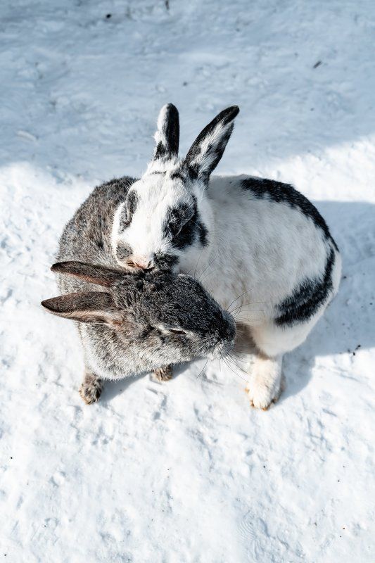 two rabbits in a Sami village