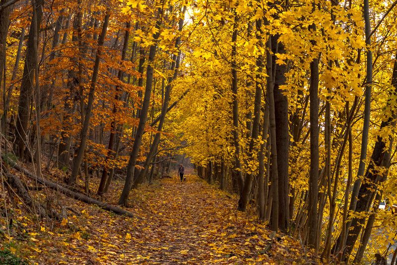 природа,осень,пейзаж,деревья,листья, По ковру из желтых листьев...photo preview