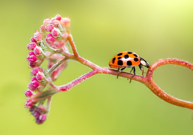 ladybug, beetle, insect, flower, macro, bugs, ladybird, Walk awayphoto preview
