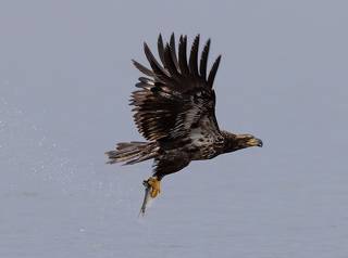 Bald Eagle - Белоголовый Орлан. Молодой