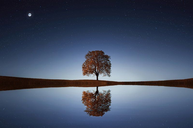 tree,lake,stars,reflection,water, Treephoto preview