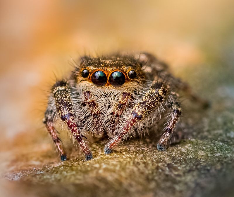spider, arachnid, jumping spider, macro, insect, wild, nature, web, Staring contestphoto preview