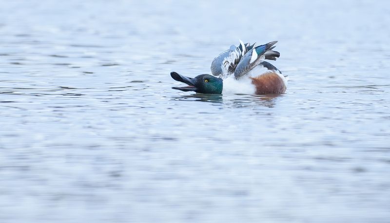 Northern shoveler (male)photo preview