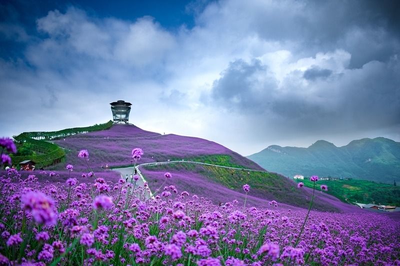 flowers,field,mountain,floral,nature,landscape, Flowersphoto preview