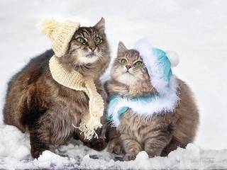 С первым снегом!