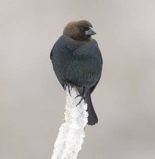 Brown-headed Cowbird male and female - Буроголовый коровий трупиал - пара
