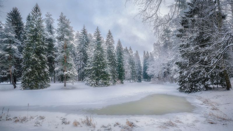 павловск зима январь мороз снегопад лед пруд ели Зимняя сказкаphoto preview