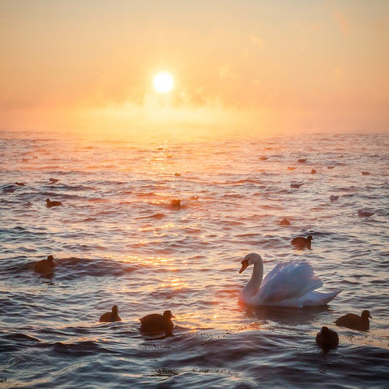 лебедь, утро, море, рассвет, нырки Рассветноеphoto preview