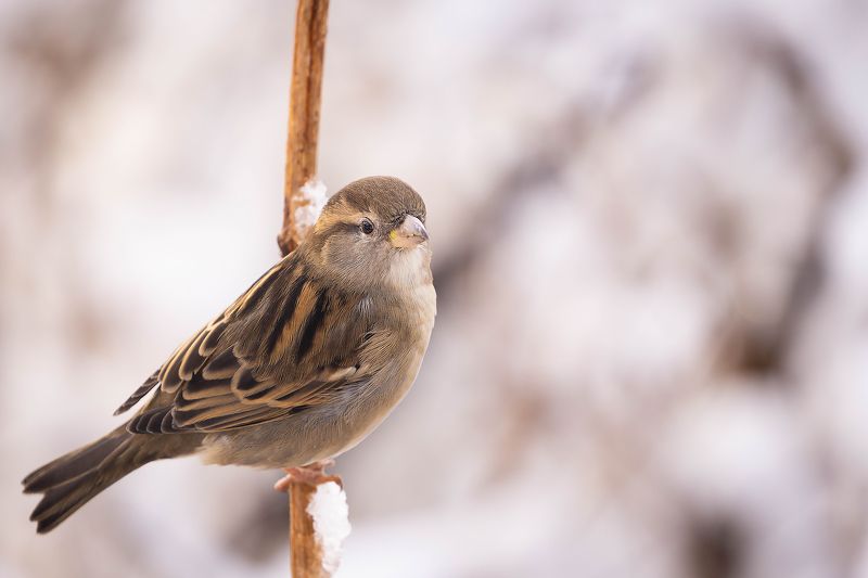 Sparrow in winter
