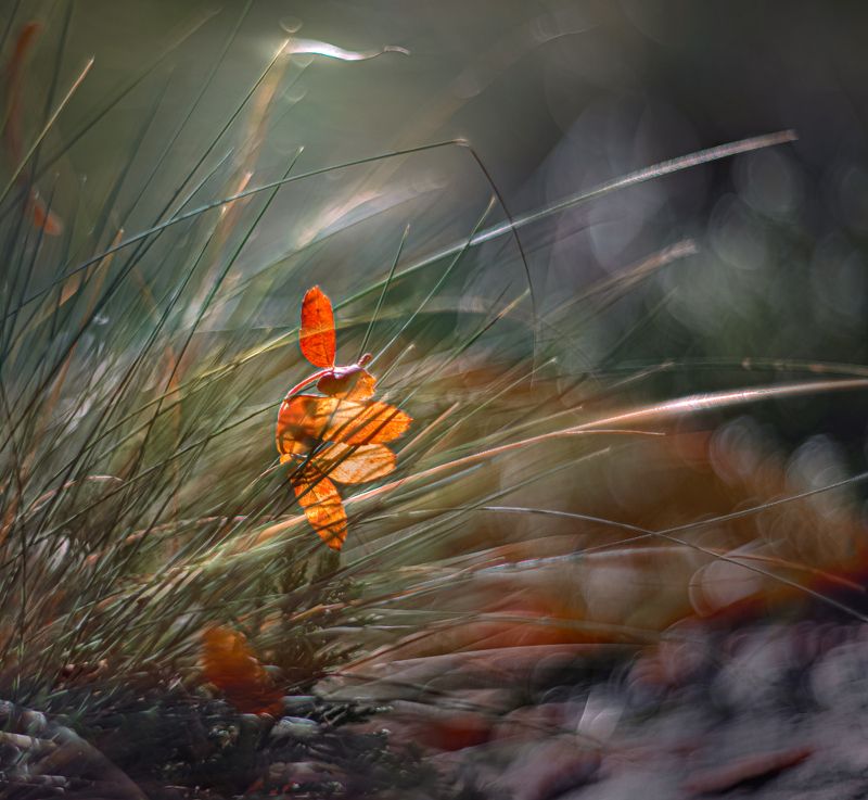 природа, макро, осень, овсяница сизая, опавший лист Последний вымпелphoto preview