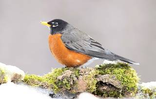 Странствующий дрозд -American robin
