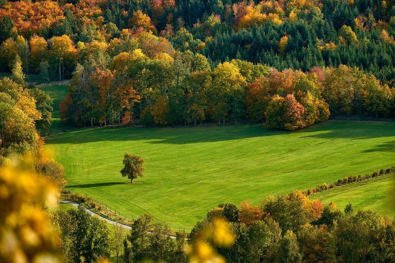 field.tree,green,autumn, Fieldphoto preview