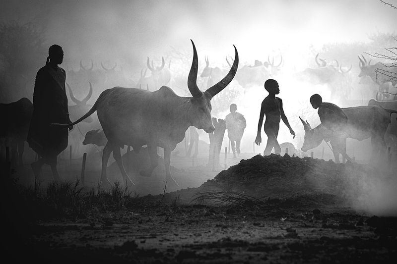 child,people,children,kids,boy,kid,africa,person,people,urban,woman,light,low key,low-key,girl,dark,fog,shadow,mundari,dinka,southsudan,sudan,tribal,tribe,africa,afrika,horns,sunset,sunrise,war,cattle,animal,nature,horn,wild,horned,cow,rural,south_sudan,c Mundari cattle campphoto preview