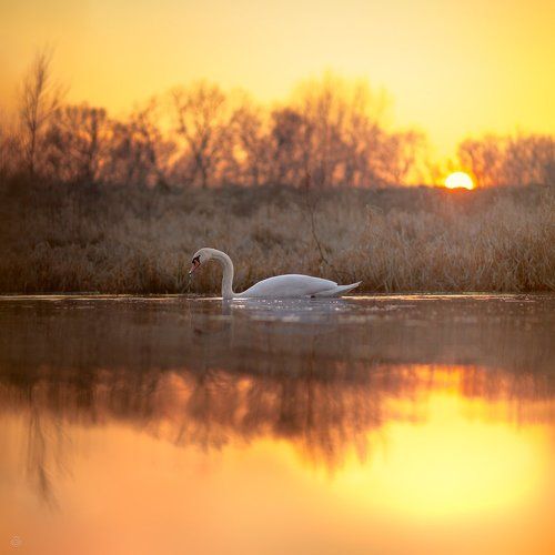 Swan bathed in gold