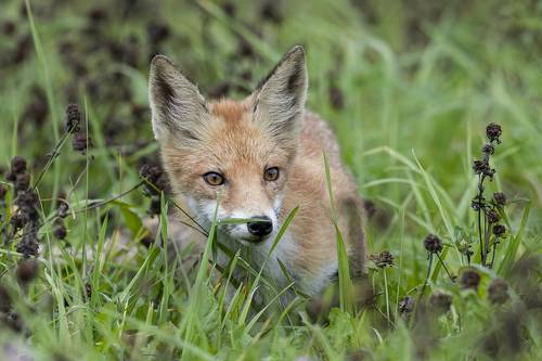  Red Fox (Vulpes vulpes)
