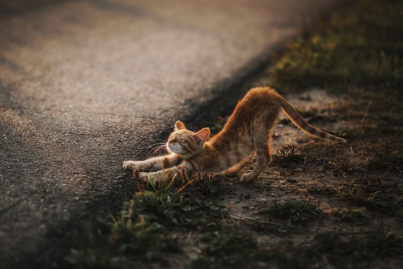 рыжий кот котенок прогнул спину закат милый Котёнок в лучах закатаphoto preview
