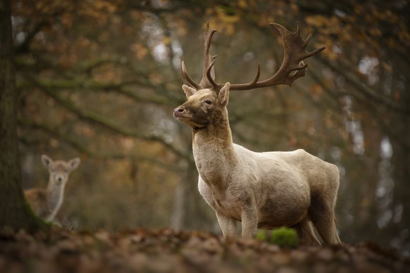 fallow-deer, wildlife, animals, nature, forest, autumn, deer, horns Natural monumentphoto preview