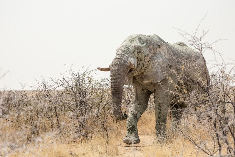 #Африка #Намибия #Этоша #слон #Africa #Namibia #Etosha #elephant #животные #animal Белый слонphoto preview