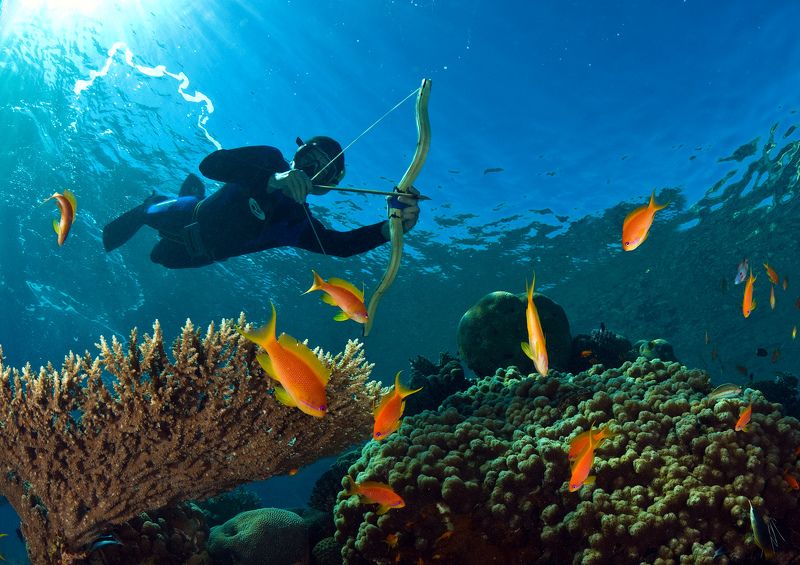 Коралл риф арт фото Погоня за золотой рыбкойphoto preview
