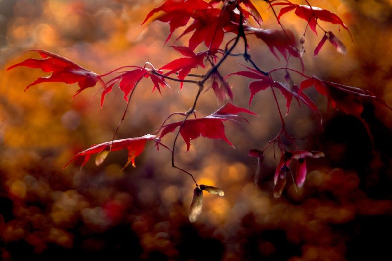 природа,осень,листья,красный,клен, Красный лист кленовый....photo preview