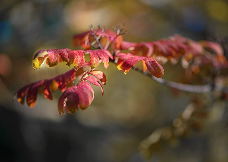 природа, макро, осень, рябина Red Dragonphoto preview