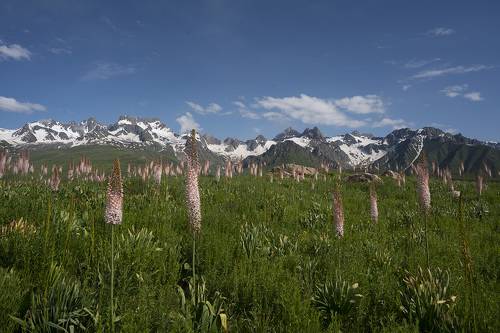 Foxtails and Mountains 