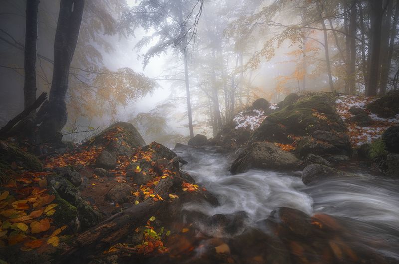 landscape nature scenery forest wood autumn mist misty fog foggy river colors leaves mountain vitosha bulgaria лес One foggy autumn dayphoto preview