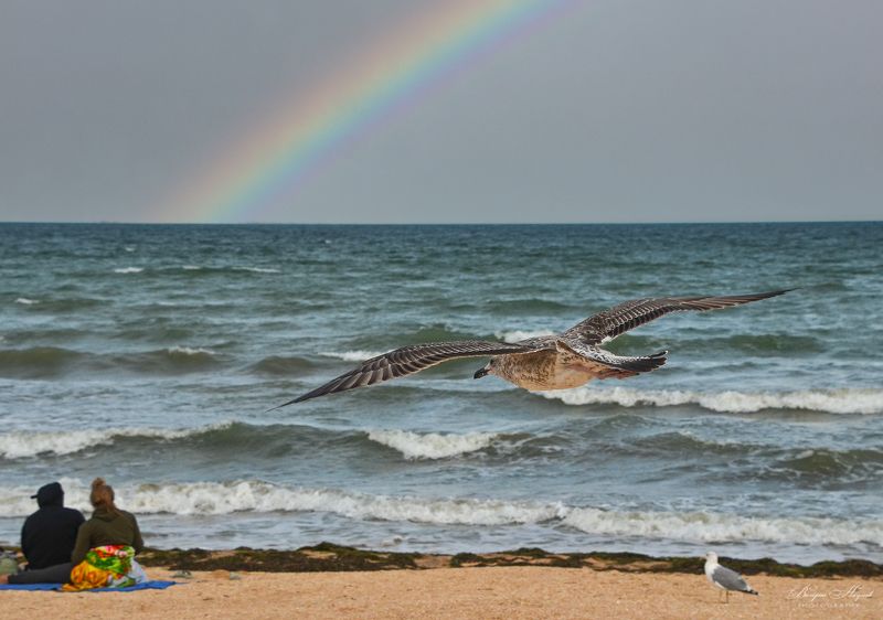 азов, море, ветер, волна, радуга Альбатрос и радугаphoto preview
