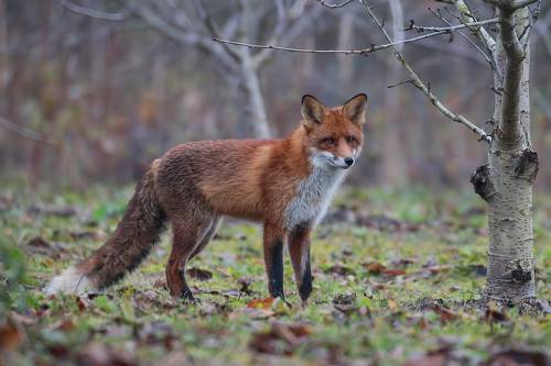  Red Fox (Vulpes vulpes) 