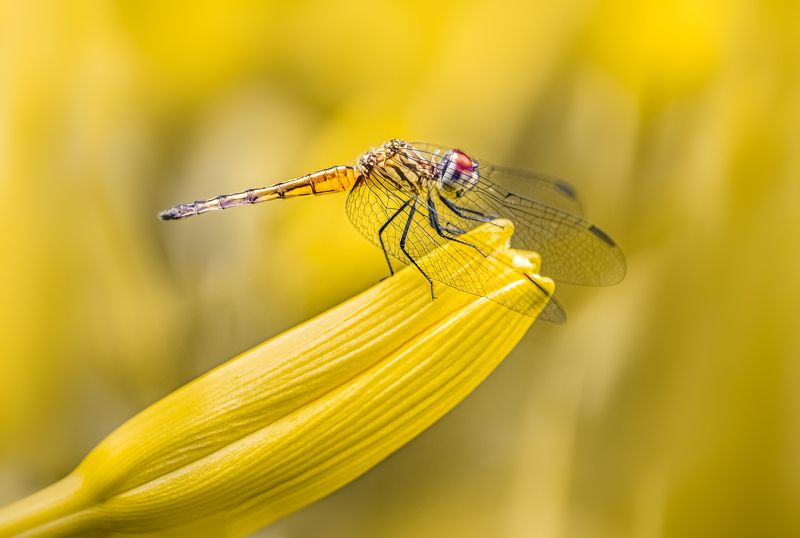 insect, beetle, bug, bugs, leaf, damselfly, dragonfly, lily, flower, floral, grass, macro, spring, love, Yellowphoto preview
