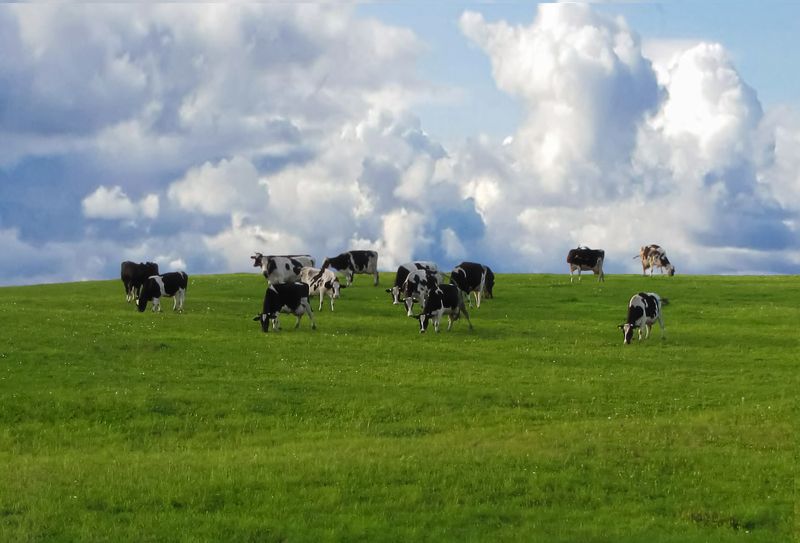 landscape with cows grazing
