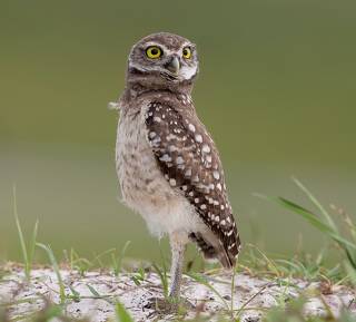 Cыч - Burrowing Owl