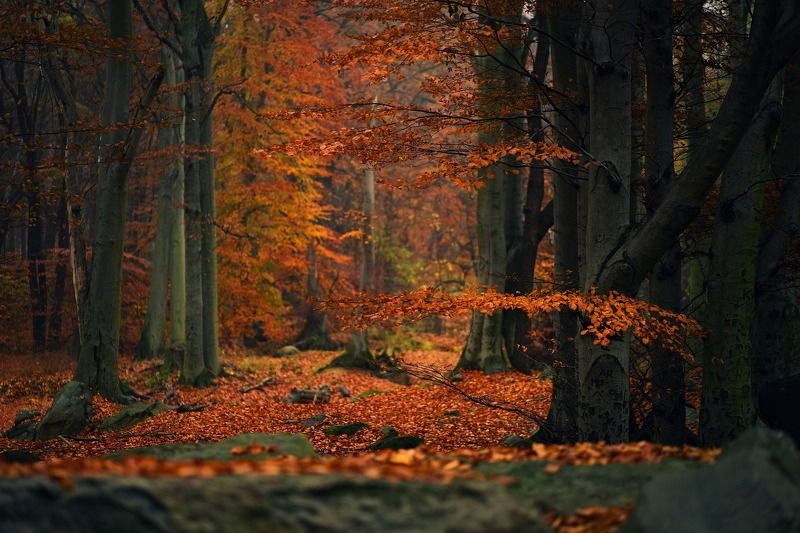 autumn,forest,tree,nature,landscape, Autumnphoto preview