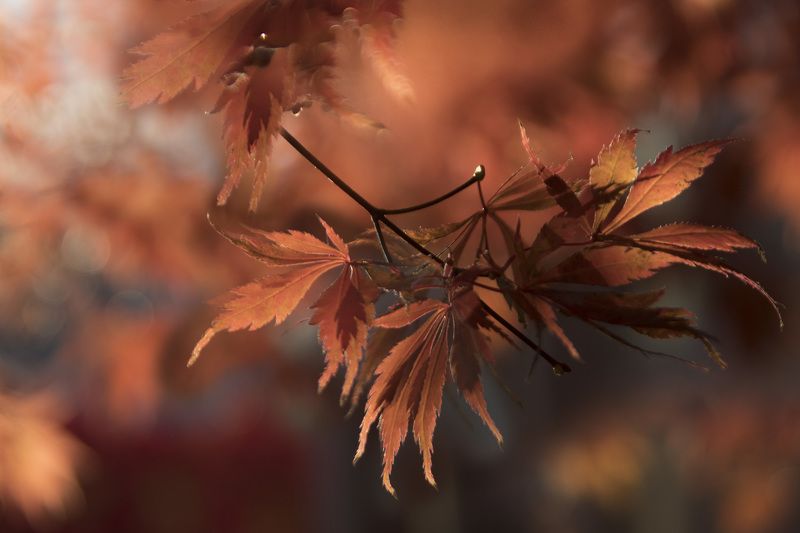 природа,осень,листья,красный,клен,ноябрь, Осень выкрасила листья.photo preview