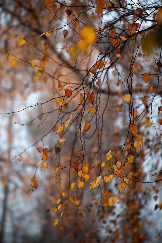 осень, октябрь, листья, березки, ветви, туман, макро красота, жизнь, любовь, чувства, мелодия, коростышев, украина, \
