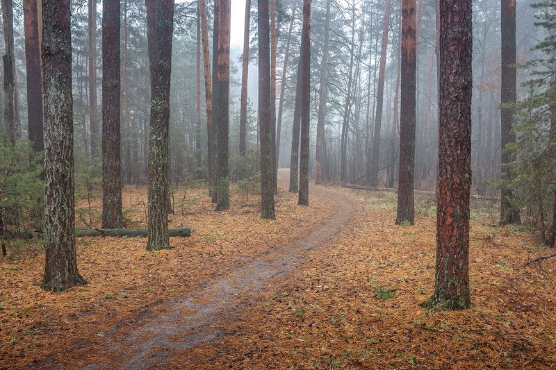 осень, лес, ноябрь, заповедник photo preview