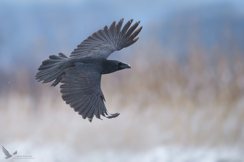 birds, nature, animals, wildlife, wings, flight, black angel, winter, snow, meadow, poland Kruk, Common Raven (Corvus corax) ... 2021rphoto preview