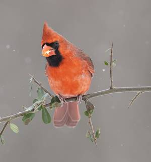 Northern Cardinal couple - Красный кардинал самец и самка