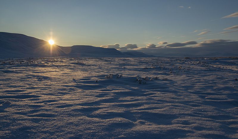 чукотка арктика песец олень зима снег Уходящие за горизонт....photo preview