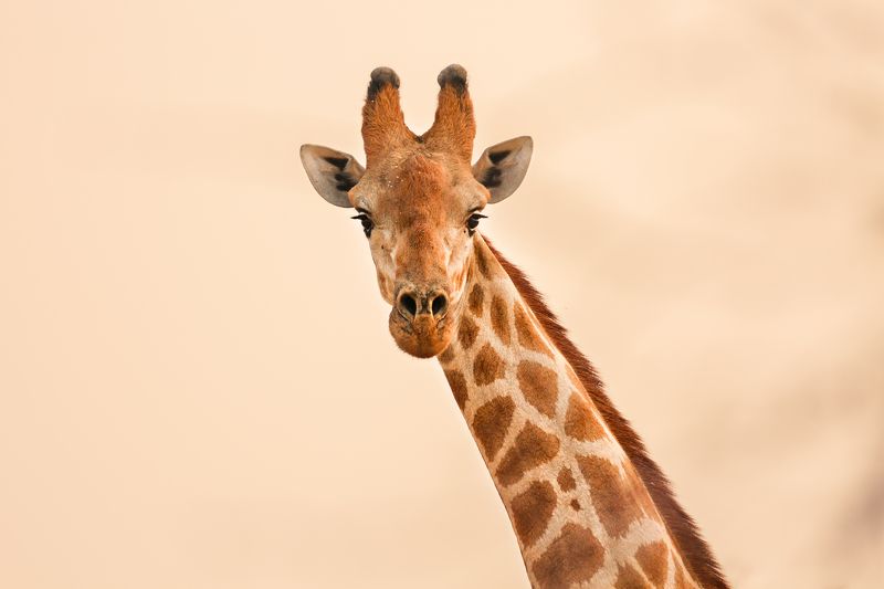#жираф #намибия #калахари #пустыня #африка #портрет #africa #namibia #giraffe #calahari #desert Портрет жирафаphoto preview