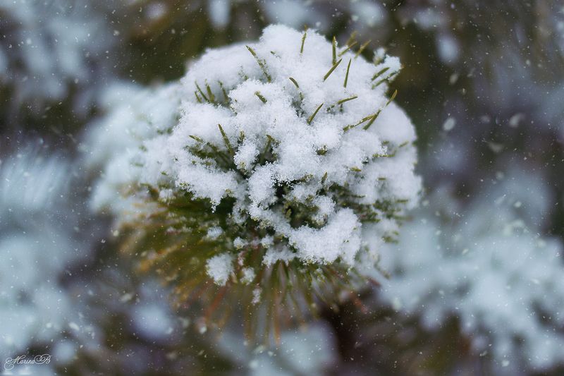 зима, снег, ветки, листья Зимние зарисовкиphoto preview