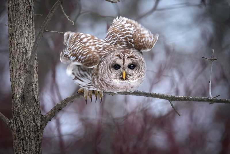 Barred Owl (Strix varia)photo preview