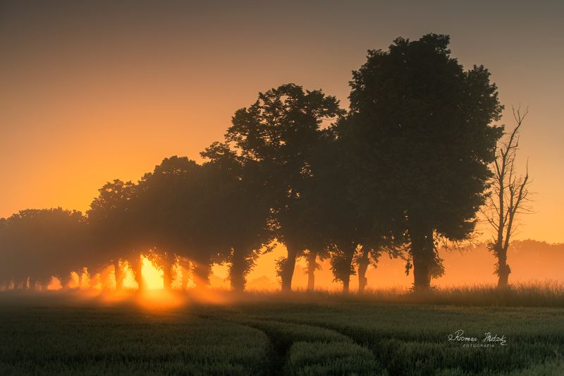 sunrise, landscape, trees, road, cereals, sky, Towards the sun.photo preview