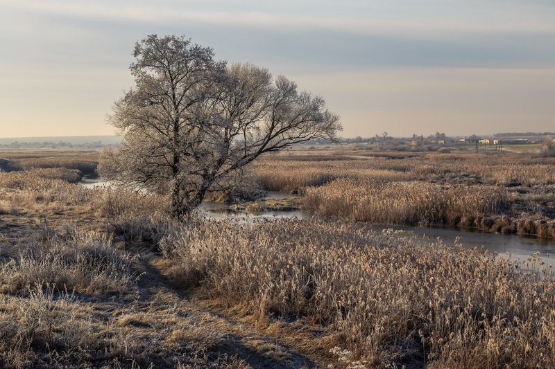утро, мороз, река, дерево Морозное утроphoto preview