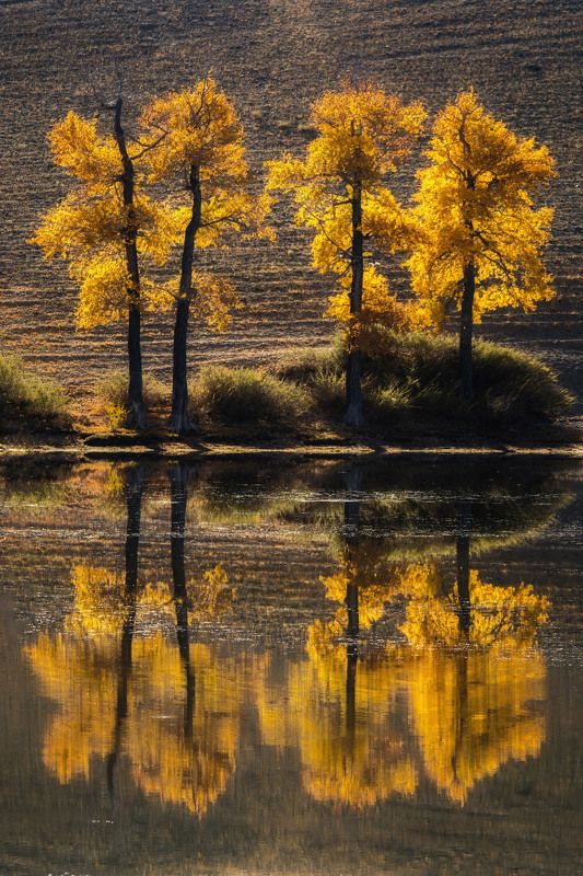 алтай,осень золотые тополяphoto preview